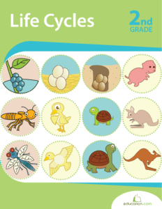 Rich Results on Google's SERP when searching for 'Life Cycles 2nd Grade Workbook'